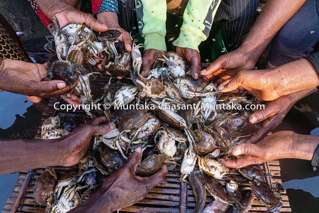 Mass crab die-off, Agbledomi. Copyright © Muntaka Chasant