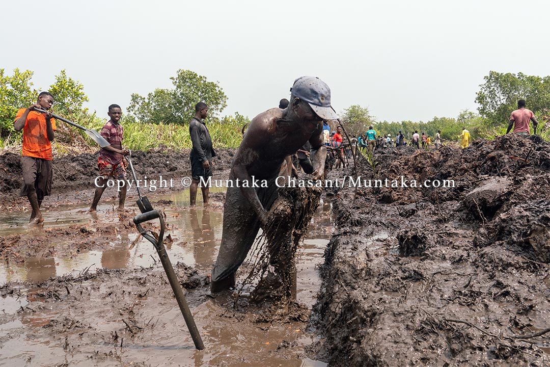 Keki Hagba, 68 and desperate, uses his bare hands to dig through a swamp. Copyright © Muntaka Chasant