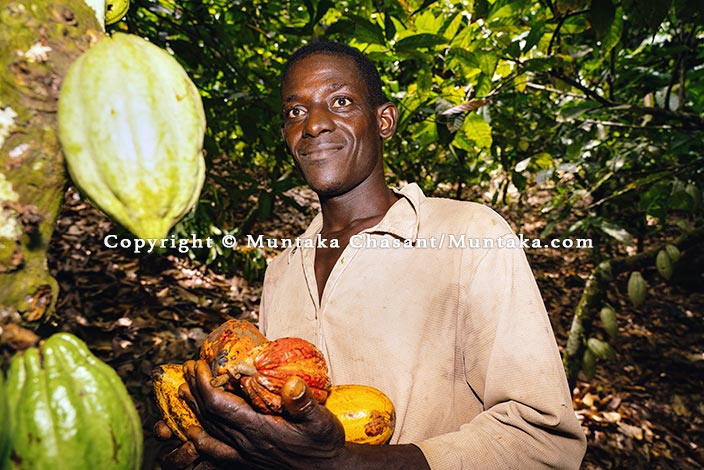 Ongoing Project: Cocoa Farmers: Shifting Fortunes and Enduring Poverty