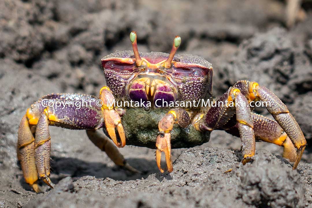 Female fiddler crab (Uca tangeri) in Accra, Ghana. Copyright © Muntaka Chasant