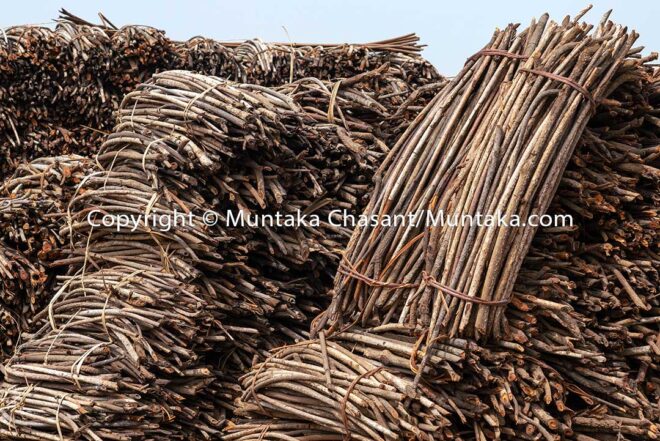 A pile of mangrove wood for sale at Anyanui, southeast Ghana. Copyright @ Muntaka Chasant