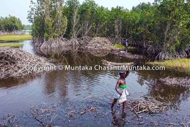 Mangrove deforestation in the Volta Delta, southeast Ghana. Copyright © Muntaka Chasant