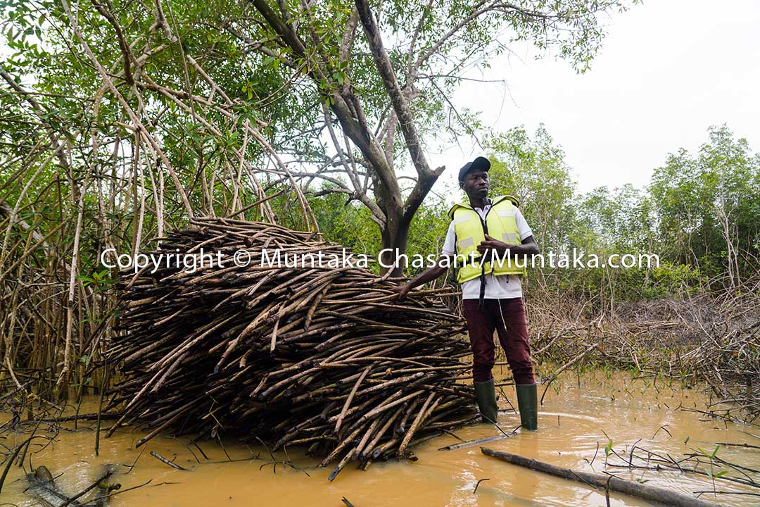Mangrove deforestation: The assemblyman of the Ankobra Electoral Area in southwestern Ghana stands next to a pile of mangrove logs cut down by unknown person(s). Copyright © Muntaka Chasant