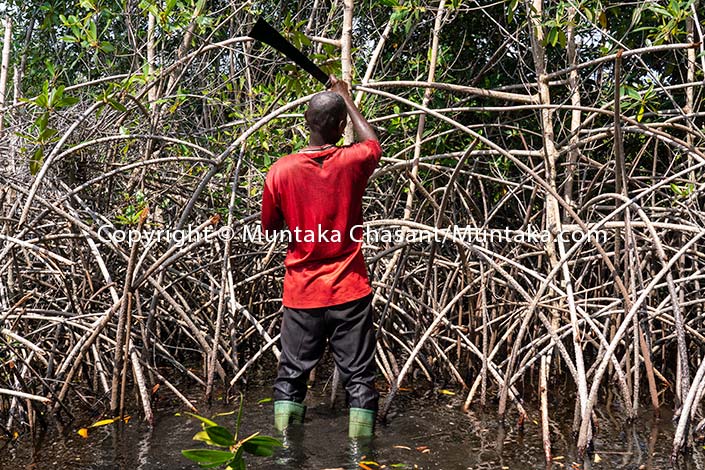 Ongoing: People & Biodiversity (Mangrove Deforestation)