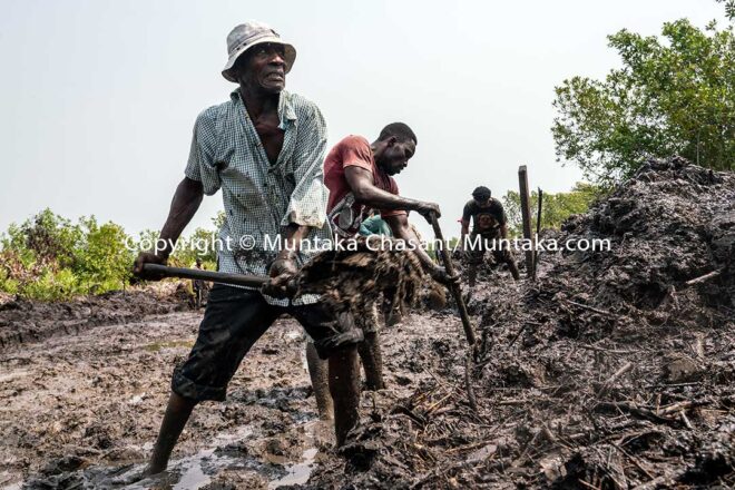 Desperate men use shovels and their bare hands to dig through a swamp. Copyright © Muntaka Chasant