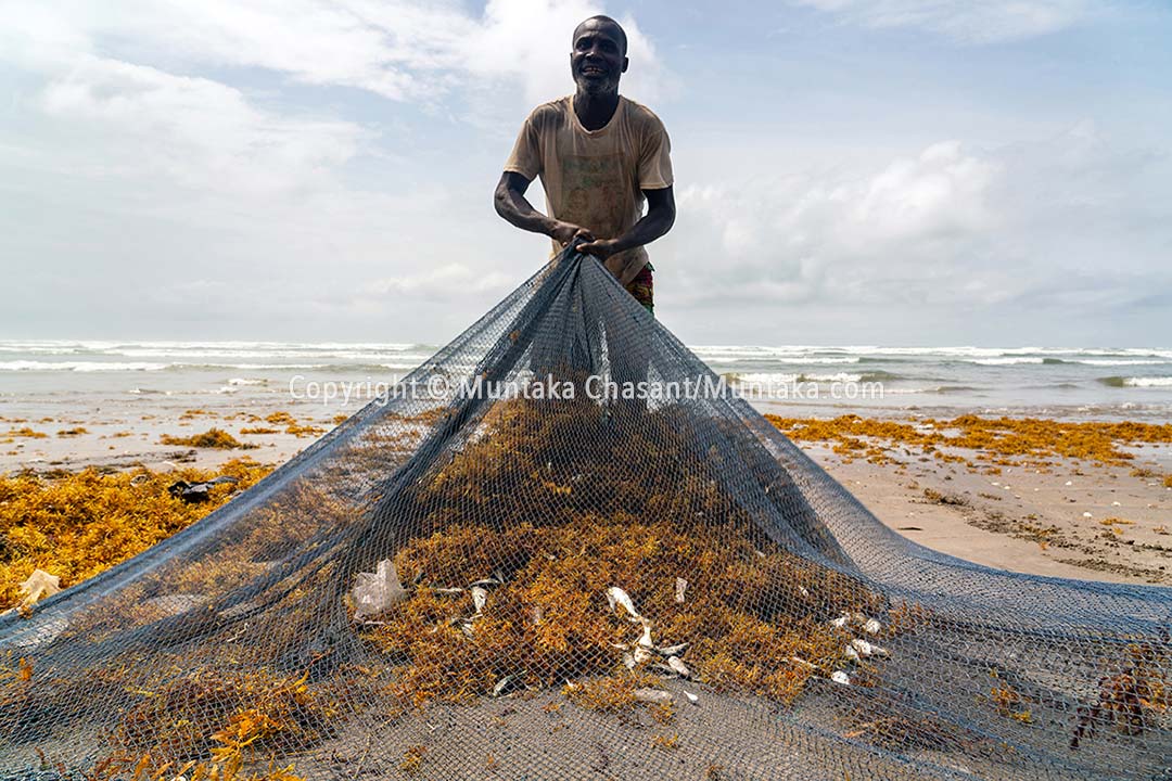 A fisher nets sargassum seaweed instead of fish on the coast of Ampain, Ghana. Copyright © Muntaka Chasant